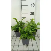 GRDplanten 6 x *Asplenium scol.* 'Cristata' - Kam-tongvaren - pot van 9 x 9 cm