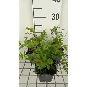 GRDplanten 6x Moerasvaren - Thelypteris palustris ( dryopteris pal.) | 9x9 cm pot