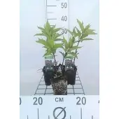 GRDplanten 6x Leverkruid - Eupatorium mac. 'Riesenschirm' | 9x9 cm pot