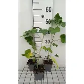 GRDplanten 6x Malvastruik - Lavatera hybr. 'Candy Floss' | 9x9 cm pot