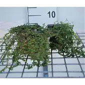 GRDplanten 6x Herniaria - Herniaria glabra | 9x9 cm pot