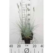 GRDplanten 6x Zwenkgras - Festuca glauca 'Elijah Blue' | 9x9 cm pot
