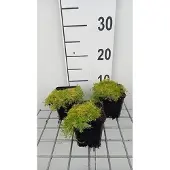 GRDplanten 6x Struiksalie - Sagina sub 'Lime Moss' | 9x9 cm pot