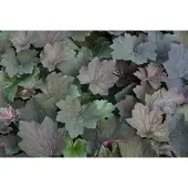 GRDplanten 6x Damastbloem - Heuchera hybr. 'Brownies' | 9x9 cm pot
