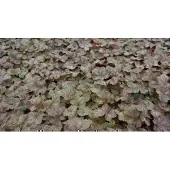 GRDplanten 6x Purperklokje - Heuchera hybr. 'Pinot Gris' | 9x9 cm pot