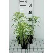 GRDplanten 6x Zonnebloem - Helianthus salicifolius | 9x9 cm pot