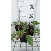 GRDplanten 6x Korenbloem - Centaurea atropurpurea | 9x9 cm pot