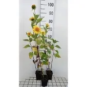 GRDplanten 6x Zonnebloem - Helianthus decap. 'Meteor' | 9x9 cm pot
