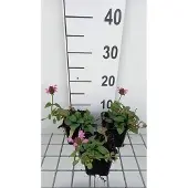 GRDplanten 6x Brunel - Prunella grand. 'Pink Loveliness' | 9x9 cm pot