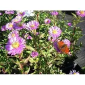 GRDplanten 6x Aster - Aster n.b. 'Sarah Ballard' | 9x9 cm pot