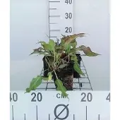 GRDplanten 6x Duizenknoop - Persicaria ampl. 'Dark Red' | 9x9 cm pot