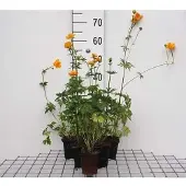 GRDplanten 6x Kogelbloem - Trollius chin. 'Golden Queen' | 9x9 cm pot