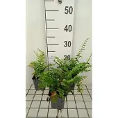 GRDplanten 6x Christvarenm - Polystichum acrostichoides | 9x9 cm pot