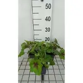 GRDplanten 6x Schuimklokje - Heucherella hybr. 'Art Nouveau' | 9x9 cm pot