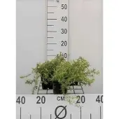 GRDplanten 6x Vlambloem - Phlox (s) 'Moerheimii' | 9x9 cm pot