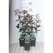 GRDplanten 6x Leverkruid - Eupatorium rug. Chocolat" | 9x9 cm pot