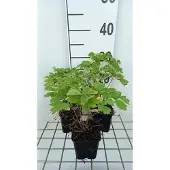 GRDplanten 6x Ruit - Thalictrum hybr. 'Black Stockings' | 9x9 cm pot