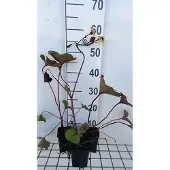 GRDplanten 6x Grijsaard - Ligularia dent. 'Desdemona' | 9x9 cm pot