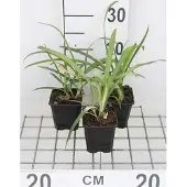 GRDplanten 6x Afrikaanse lelie - Agapanthus africanus | 9x9 cm pot