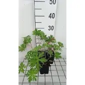 GRDplanten 6x Ooievaarsbek - Geranium hybr. 'Spinners' | 9x9 cm pot