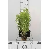 GRDplanten 6x Guldenroede - Solidago hybr. 'Goldkind' ('golden baby') | 9x9 cm pot
