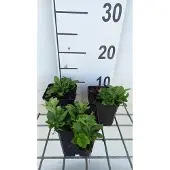 GRDplanten 6x Vlambloem - Phlox stol. 'Alba' | 9x9 cm pot