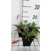 GRDplanten 6x Duizenknoop - Persicaria ampl. 'Pink Elephant' | 9x9 cm pot