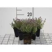 GRDplanten 6x Citroentijm - Thymus citr. 'Silver Queen' ('argenteus') | 9x9 cm pot
