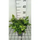 GRDplanten 6x Jzervaren 'Clivicola' - Cyrtomium fort. 'Clivicola' | 9x9 cm pot