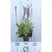 GRDplanten 6x Struiksalie - Salvia nem. 'Mainacht' ('maynight') | 9x9 cm pot