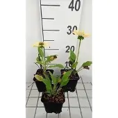 GRDplanten 6x Zonnehoed - Echinacea purp. Chiquita' | pot 9 x 9 cm
