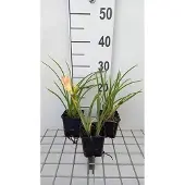 GRDplanten 6x Daglelie - Hemerocallis hybr. 'On And On' | 9x9 cm pot