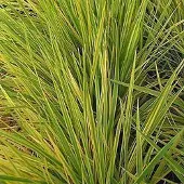 Brandless 6 x *Alopecurus pratensis* 'Aureovariegatus' - Goudkleurige schubbige weegbree - Pot 9x9 cm