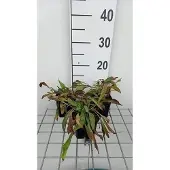 GRDplanten 6x Koeienoog - Buphthalmum salicifolium | 9x9 cm pot
