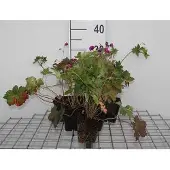 GRDplanten 6x Ooievaarsbek - Geranium hybr. 'Anne Thomson' | 9x9 cm pot