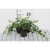 GRDplanten 12 x Vinca minor - Kleine wintergroen - pot 9 cm x 9 cm