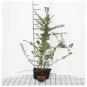 GRDplanten 12x Dwergmispel - Cotoneaster radicans 'Eichholz' | 9x9 cm pot