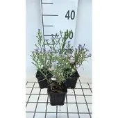 GRDplanten 6x Aster - Aster eric. 'Blue Wonder' | 9x9 cm pot