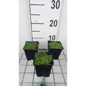 GRDplanten 6x Middagbloempje - Delosperma congestum 'Album' | 9x9 cm pot