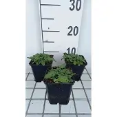 GRDplanten 6x Ezelsoor - Stachys off. 'Ukkie' | 9x9 cm pot
