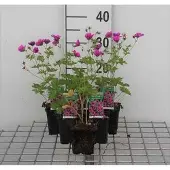GRDplanten 6x Ooievaarsbek - Geranium psilostemon | 9x9 cm pot