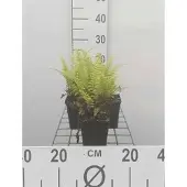 GRDplanten 6x Adelaarsvaren - Pteridium aquilinum | 9x9 cm pot