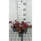 GRDplanten 6x Purperklokje - Heuchera hybr. 'Georgia Peach' | 9x9 cm pot