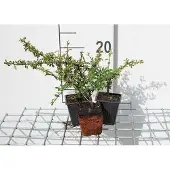 GRDplanten 12x Dwergmispel - Cotoneaster suec. 'Skogholm' | 9x9 cm pot