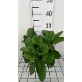 GRDplanten 6x Schoenlappersplant - Bergenia hybr. 'Winterglöd' | 9x9 cm pot