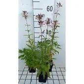 GRDplanten 6x Zeepkruid - Saponaria officinalis | 9x9 cm pot