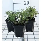 GRDplanten 6x Inula - Inula ensifolia ( 'Compacta') | 9x9 cm pot