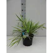 GRDplanten Japans berggras - Hakonechloa macra 'Aureola' | 3 liter pot