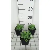 GRDplanten 6x Papaver - Papaver miyabeanum | 9x9 cm pot