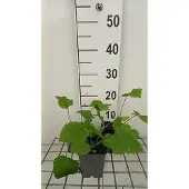 GRDplanten 6x Lunaria - Lunaria rediviva | 9x9 cm pot